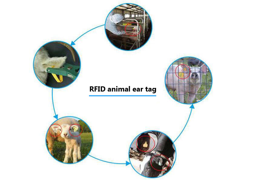 Công nghệ RFID quản lý chăn nuôi cung cấp mô hình quản lý khoa học